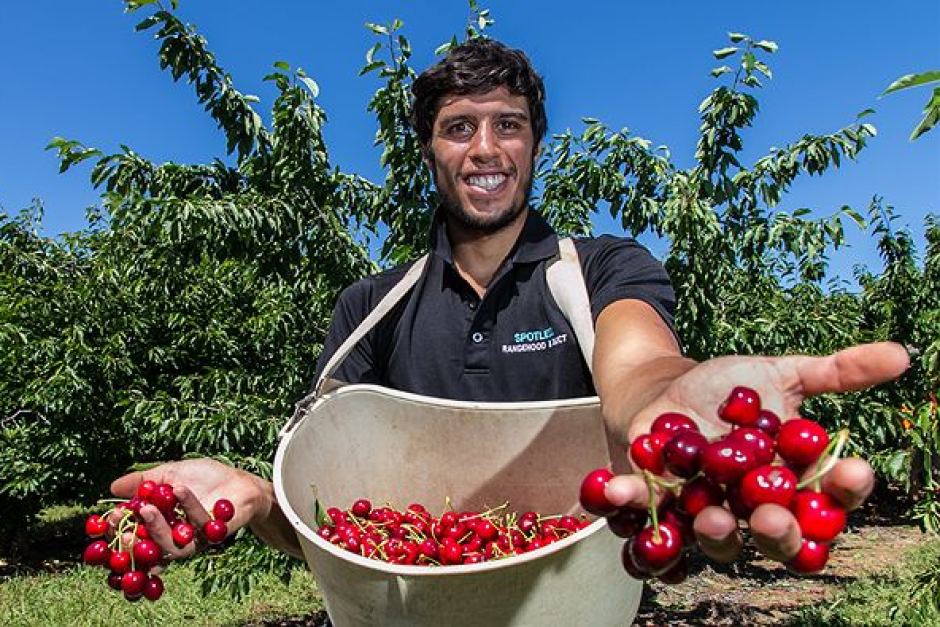 Ягода мужчина. Черри пикинг. Picking Fruit. Парень продает черешню. Куча черешни и мужчина.